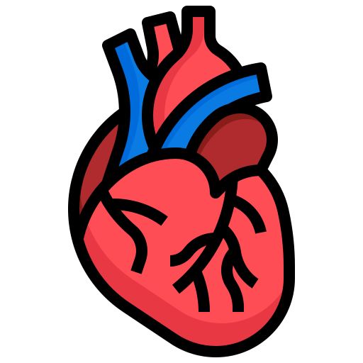 corazón cardiovascular